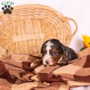 Greta, Bernedoodle Puppy